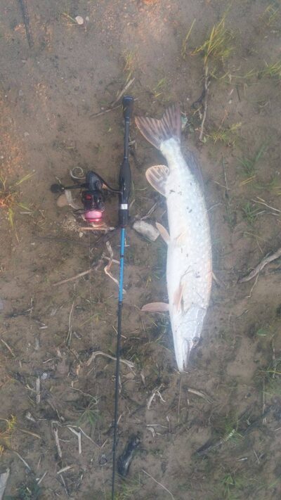 Lydeka, 2,3 kg