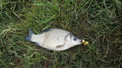 Sidabrinis karosas, 0,3 kg