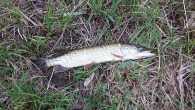 Lydeka, 0,8 kg — Bubių