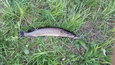Lydeka, 0,8 kg — Šilavoto