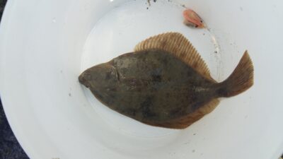 Jūrinė plekšnė, 0,4 kg — Baltijos jūra