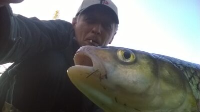 šapalas, 1,1 kg