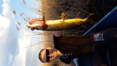 Lydeka, 2,0 kg