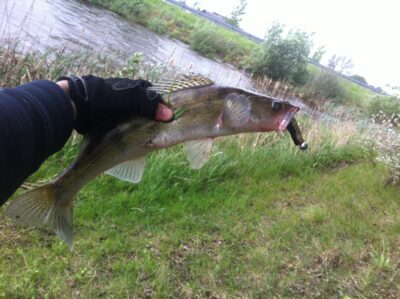 Starkis, 1,3 kg