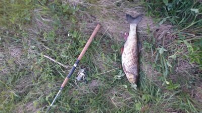 šapalas, 1,7 kg — Bārta