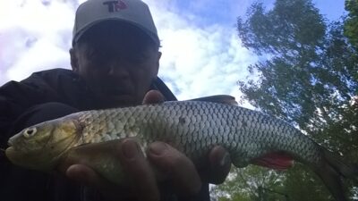 šapalas, 0,6 kg