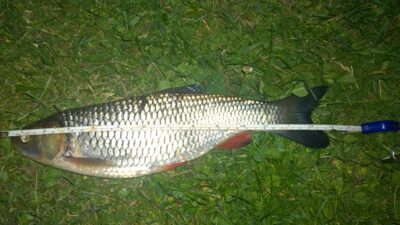 šapalas, 0,6 kg — Šventoji