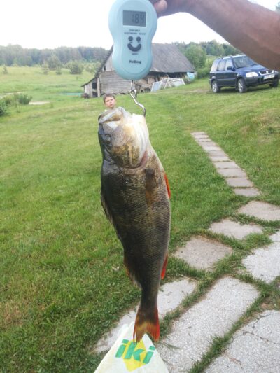 Ešerys, 1,9 kg
