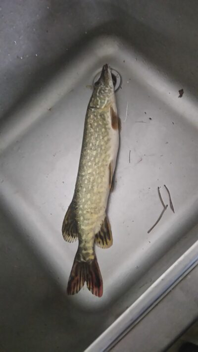 Lydeka, 1,2 kg — Juodieji Lakajai