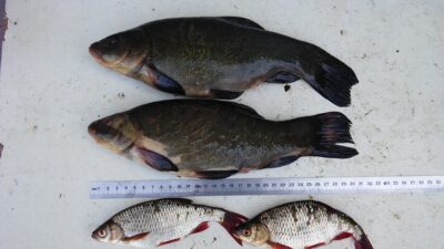 Lynas, 0,5 kg — Laičių II-asis