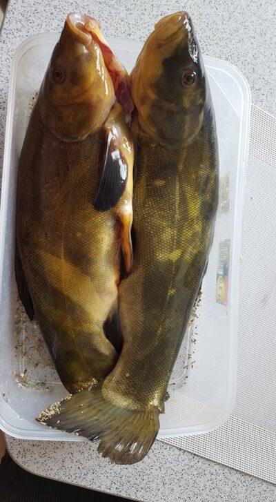Lynas, 4,3 kg