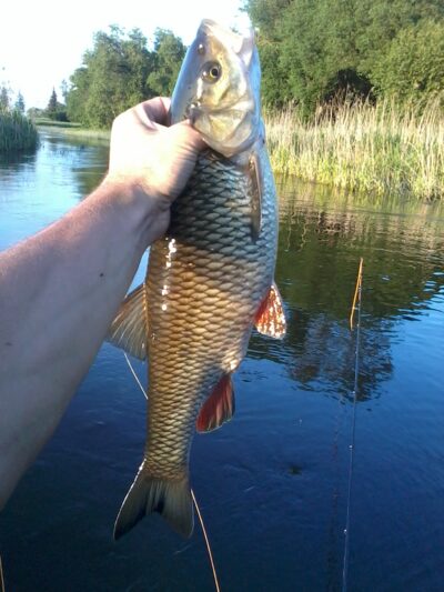 šapalas, 1,8 kg