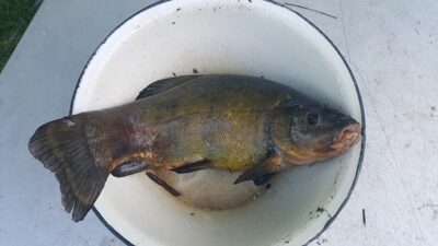 Lynas, 2,0 kg — Andriškių