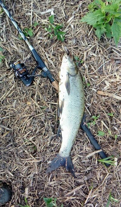 Salatis, 1,7 kg — Nemunėlis