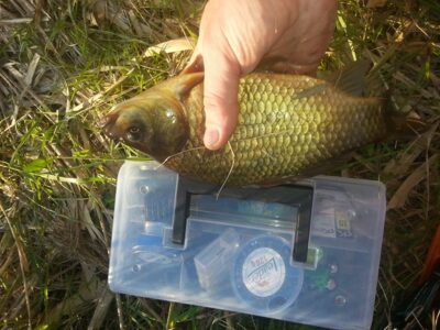Sidabrinis karosas, 0,5 kg