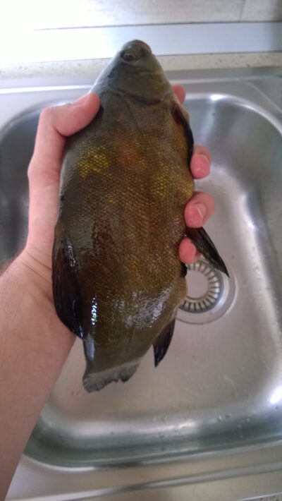 Lynas, 0,8 kg