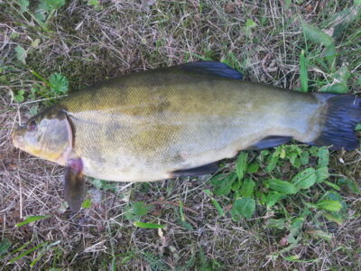 Lynas, 2,1 kg