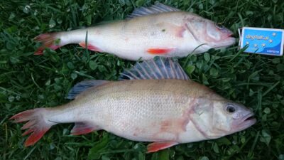 Ešerys, 0,6 kg — Kuršių