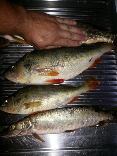 Ešerys, 1,9 kg