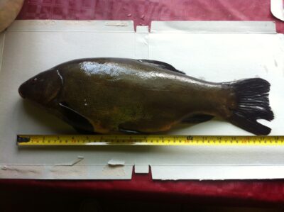 Lynas, 1,7 kg — Netičkampio