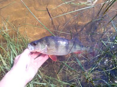 Ešerys, 0,4 kg — Bublių