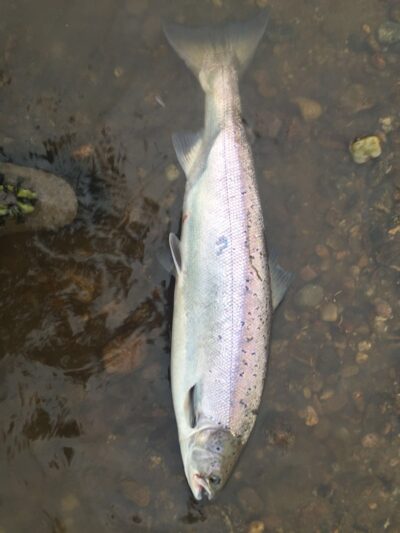 Atlantinė lašiša, 3,7 kg
