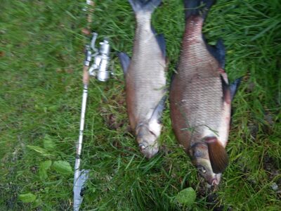 Karšis, 1,5 kg — Visaginas