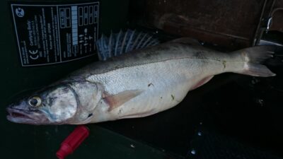 Starkis, 2,0 kg — Kuršių