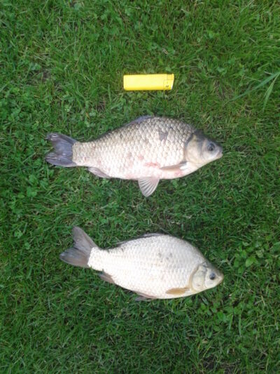 Auksinis karosas, 0,5 kg
