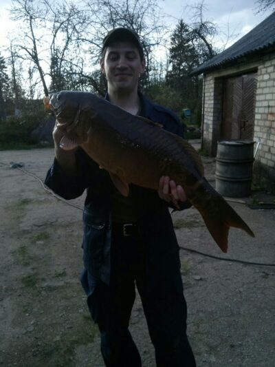 Paprastasis karpis, 8,0 kg