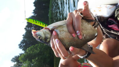 Karšis, 0,9 kg