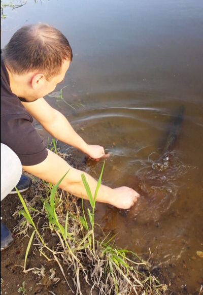 Lydeka, 1,0 kg — Nemunas