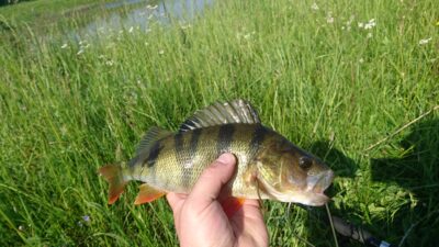 Ešerys, 0,4 kg