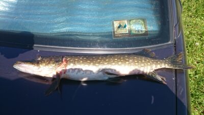 Lydeka, 1,3 kg — Petrošiškio
