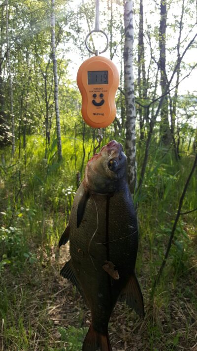 Karšis, 1,2 kg — Kiaunas