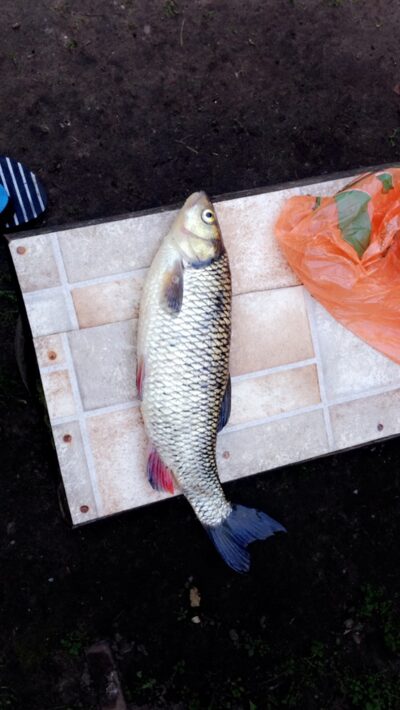 šapalas, 1,3 kg — Šešupė