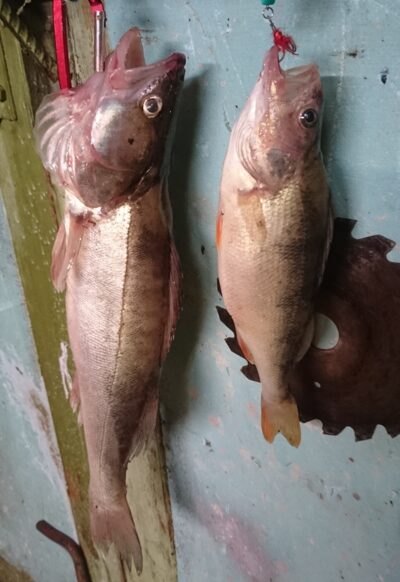 Ešerys, 0,3 kg — Kuršių