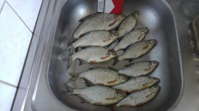 Plakis ×10 — Nemunas