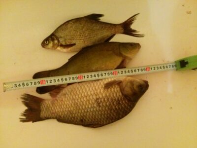 Sidabrinis karosas, 1,1 kg — Šaukėnų II-asis