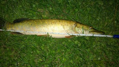 Lydeka, 0,7 kg