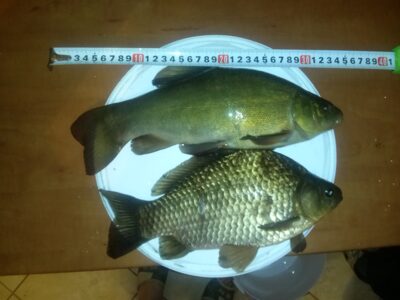 Lynas, 0,8 kg — Apušys