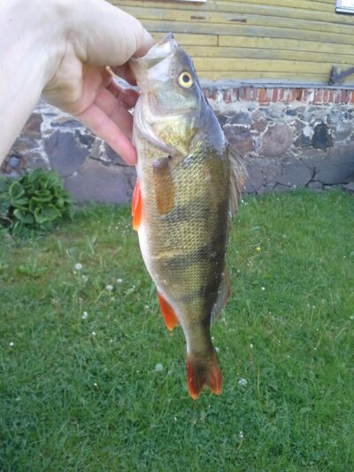 Ešerys, 0,8 kg