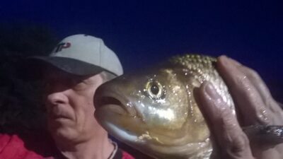 Mekne, 1,1 kg