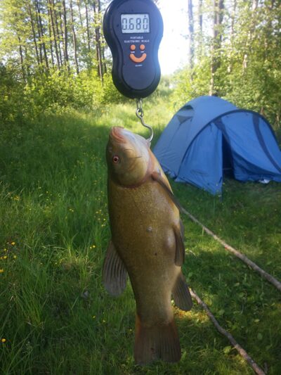 Lynas, 0,7 kg — Lielukas