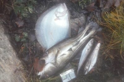 Menkė, 2,2 kg — Šiaurės jūra