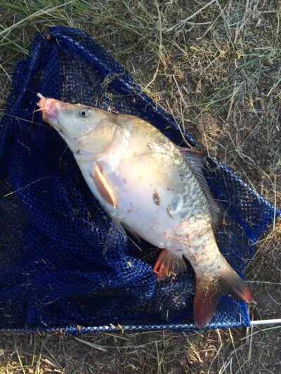 Paprastasis karpis, 0,6 kg
