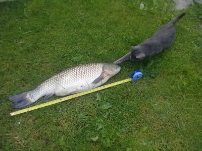 Baltasis amūras, 6,0 kg