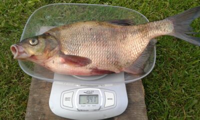 Karšis, 0,9 kg — Kilučių