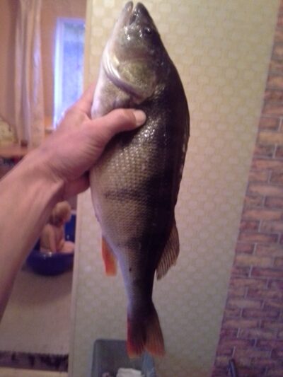Ešerys, 1,2 kg — Apušys