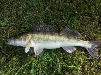 Starkis, 1,8 kg